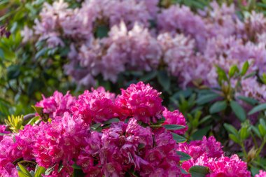 Yoğun pembe rhododendron çiçekleri arka planda bulanık bir kontrastla çiçek açar. Cesur renkler güçlü ve canlı görünüyor..