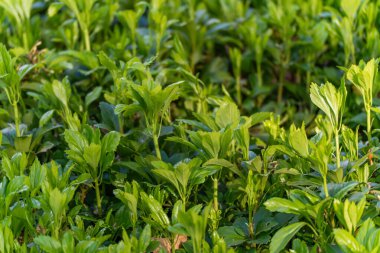 Toprak örtüsü bitkilerinin taze yeşil filizleri birbirine yakın duruyor. Yeşiller büyümeyi, ilkbaharı ve sağlıklı bir ekosistemi taşır..