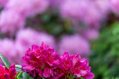 Bulanık bir arka planda koyu pembe rhododendron. Odak noktası canlı pembe çiçek açan bir rhododendron, arka plan ise mor ve yeşil yumuşak tonlarda bulanıklaşır.