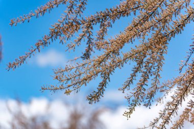 Bulutlu arka planı olan dallar. Hafif bulutlu bir gökyüzüne karşı narin dalları olan dallar. Geçişlerin bir resmi.