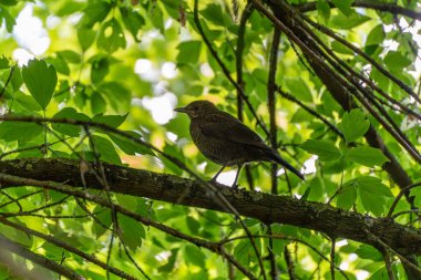Koyu tüylü bir karatavuk, sık yeşil yaprakların arasında bir dala tünemiş. Işık gölgelikten yavaşça süzülerek sakin ve doğal bir atmosfer yaratıyor..