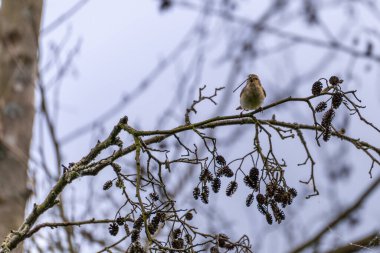 Böcekli Kuş Branch 'ta. Küçük bir kuş bir dala oturmuş gagasında bir böcek tutuyor. Çevre bomboş, dallar sadece karanlık tohumlar taşıyor ve gökyüzü gri..