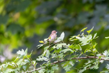 Dalda Avlanan Kuş. Küçük bir kuş, gagasında bir böcekle yapraklı bir dala oturur. Arka plan sakin ve yumuşak, odak noktası hayvan..