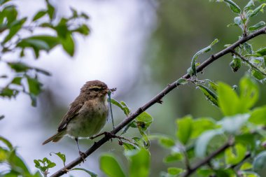 Yusufçukla kuş. Gagasında yusufçuk olan küçük bir kuşun detaylı görüntüsü. O an dinamik ve canlı görünür.