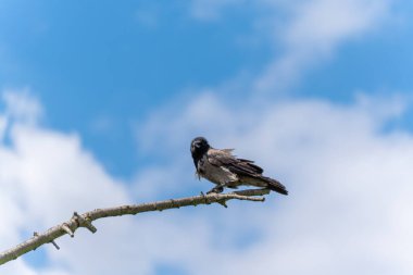 Gökyüzüne karşı bir dalda tek karga. Arka planda mavi gökyüzü olan çıplak bir dalda tek bir karga oturuyor. Kuş doğrudan kameraya bakıyor..
