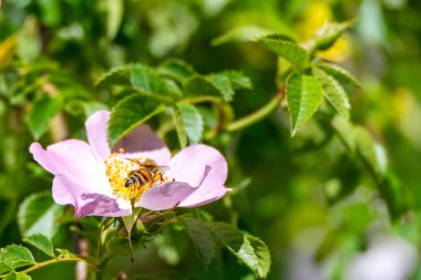 Pembe Çiçekli Arı. Bir arı parlak gün ışığında soluk pembe bir çiçekten nektar toplar. Sahne tozlaşma ve biyolojik çeşitliliğin sembolüdür..