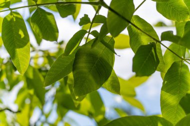 Güneş ışığında yeşil bir gölgelik. Taze yeşil yapraklar güneş ışığıyla aydınlatılır ve hassas yaprak damarları ortaya çıkar. Çekim bir sakinlik ve doğallık hissi veriyor..