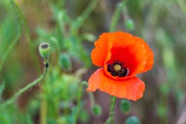 Buds 'la Poppy. Yeşil tomurcuklar ve bulanık bir arka planla çevrili parlak kırmızı bir gelincik odak noktasında. Görüntü yaz ve kır çiçeği gibi ışıldıyor..