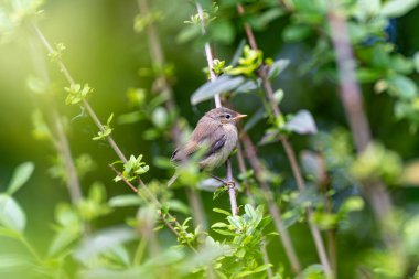 Çalılıklardaki Genç Kuş. Küçük kahverengi bir kuş yoğun yapraklı bir çalılıkta oturur, dikkatle sola bakar. Işık yavaşça genç kuşun üzerine düşer..
