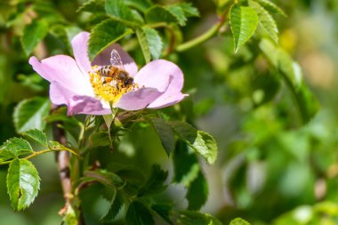 Şeffaf kanatlı arı. Kanatların şeffaf yapısı, arılar pembe bir çiçekte yiyecek ararken açıkça görülebilir. Doğanın iş başındaki bir görüntüsü..