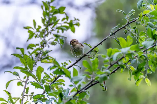 Avcı ile Küçük Ötücü Kuş. Küçük bir ötücü kuş gagasında bir yusufçuk tutan bir dala tünemiş. Yeşil çevre, doğal av sahnesini vurguluyor..