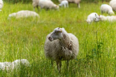 Çayırda koyunlar yan görünür. Bir koyun çayırda dik durur ve arka planda diğer hayvanlarla birlikte yan tarafa bakar. Çekim aynı anda hem doğal sakinliği hem de dikkati gösteriyor..