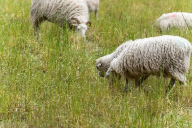 Diğer hayvanlar arka plandaki sahneyi tamamlarken, iki koyun yemyeşil alanda birbirine yakın otlar. Kırsal hayvan çiftliğinin tipik bir görüntüsü..