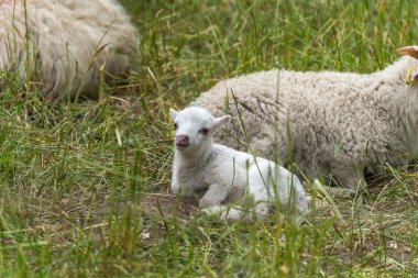 Yeni doğmuş kuzu çimlerin üzerinde yatıyor. Çok genç bir kuzu, yaşlı koyunlarla çevrili çimenlerin üzerinde zayıf bir şekilde yatar. Fotoğraf otlaktaki yaşamın savunmasız başlangıcını gösteriyor..