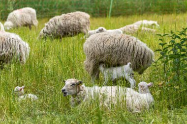 Kuzular koyunlarını emziriyor. Diğer hayvanlar arka planda dinlenirken iki kuzu damızlık koyundan beslenir. Resim anne-çocuk bağının barışçıl bir fotoğrafını gösteriyor..