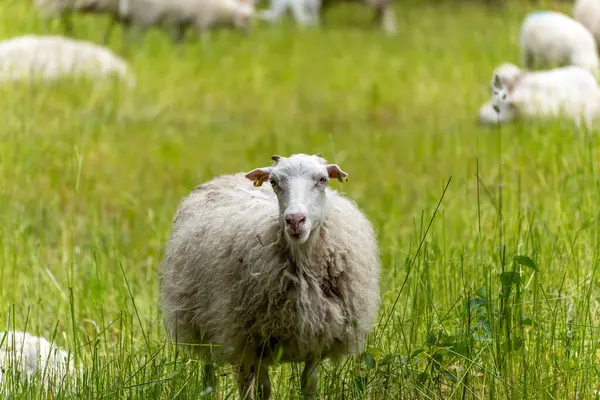 Kameraya bakan koyunlar. Tek bir koyun odaklanmış, sürünün geri kalanı odak dışında kalırken doğrudan kameraya bakıyor. Sahne grup içindeki bireyselliği vurguluyor.