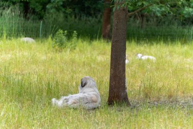 Hayvan bakıcısı bir köpek bir ağacın gölgesinde dinlenir ve dağınık kuzularıyla çayırları inceler. Nöbet tutuyor, tetikte ama sakin..