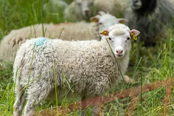 Lamb kameraya döndü. Mavi noktalı ve sarı kulaklı işaretli bir kuzu çayırda duruyor ve kameraya doğru bakıyor. Sürünün geri kalanı arka planda görülebilir..
