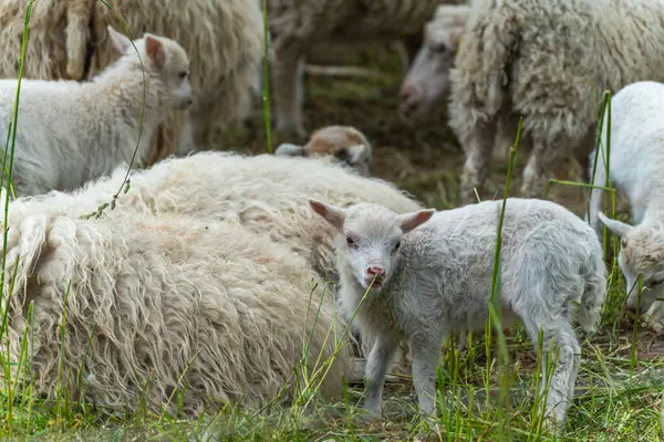 Kuzu bir çimen yaprağını çiğniyor. Meraklı bir kuzu dinlenen koyunların arasında duruyor ve bir çimen yaprağını çiğniyor. Çayır manzarası canlı ve doğal görünüyor..