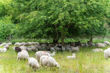 Ağacın altındaki koyun sürüsü. Büyük bir koyun sürüsü gölgeli bir ağacın altında toplanıyor. Görüntü, hayvanlar aleminde sükuneti, doğallığı ve toplumsal davranışı aktarır..