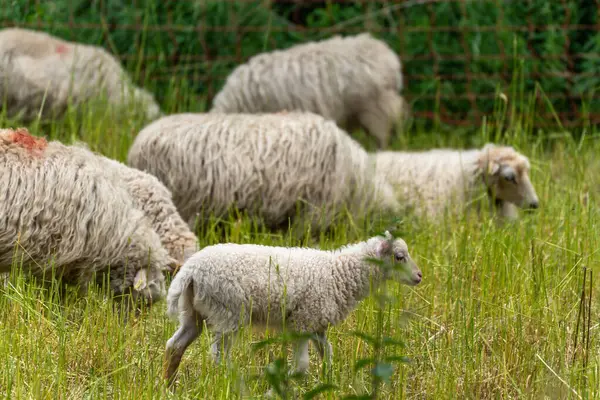 Otlaktaki koyun sürüsü. Kuzular da dahil olmak üzere birkaç koyun yeşil bir çayırda huzur içinde otluyor. Sahne kırsal yaşamı ve doğal hayvan çiftçiliğini tasvir ediyor..