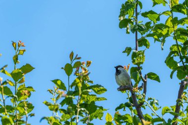 Bir serçe bir dala tünemiş, dikkatle uzaklığa bakıyor. Sahne taze yeşillik ve bulutsuz gökyüzü tarafından çerçevelenir..
