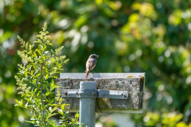 Küçük bir ötücü kuş, gagasında av olan eski bir tahta tabelaya tünemiş. Sahne yeşil yapraklar ve yumuşak güneş ışığı tarafından çerçevelenir..