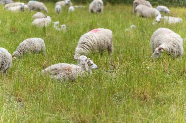 Otlayan bir sürüyle çevrili iki koyun çimenlerde uzanıyor. Doğal yaşam alanı dokunulmamış ve huzurlu görünüyor..