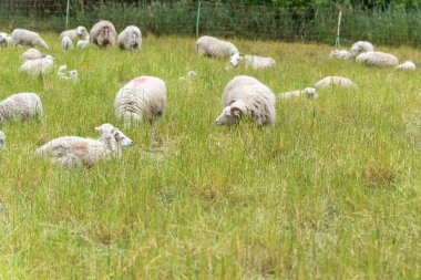 Birkaç koyun huzurlu bir çayırda uzanıp otlar. Yünleri yumuşak ve bakımlı görünüyor, ve ortam sakin..