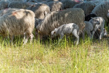 Bazı kuzular annelerine yakın kalırken sürü dinlenip otluyor. Görüntü, en iyi kırsal hayvan yaşamını gösteriyor..