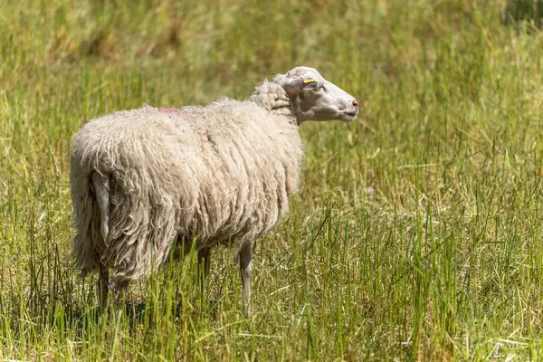 İşaretli tek bir koyun çayırın ortasında duruyor, dikkatlice yana bakıyor. Sahne huzurlu ve doğal görünüyor..