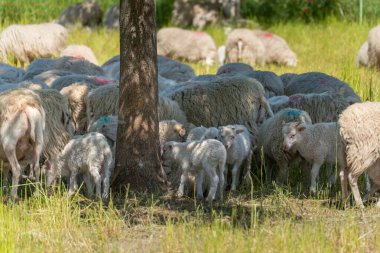 Büyük bir koyun sürüsü gölgedeki bir ağacın altında toplanıyor. Bir kaç kuzu annelerin yanına sokulup sığınacak bir yer arıyor..
