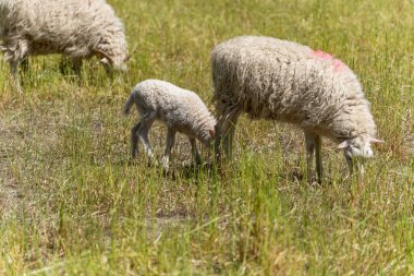 Bir kuzu çayırda annesinden süt içer. Ortalık sakin ve doğa tarafından kuşatılmış..