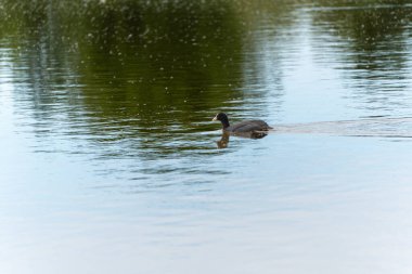 Siyah bir bozkır tavuğu bir gölün yüzeyinde sakince yüzer. Temiz su, gökyüzünü ve manzarayı nazik dalgalar halinde yansıtır..