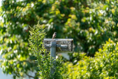 Küçük bir kuş çalıların ve ağaçların arasındaki eski bir tahta tabelanın üzerinde oturur. Sahne, yemyeşil yemyeşil ortamda huzurlu bir anı tasvir ediyor..