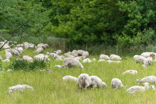 Büyük bir koyun sürüsü, kısmen bir ağacın gölgesinde, yeşil bir çayıra yayılır. Sahne, doğal ortamda uyumlu bir birlikteliği tasvir ediyor..