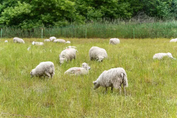 Birkaç koyun sık bir ormanın önündeki yeşil bir çayırda huzur içinde otluyor. Sahne huzurlu ve huzurlu görünüyor..