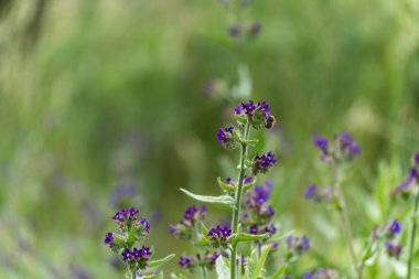 Arılar tarafından ziyaret edilen bir yaz çayırında birkaç mor kır çiçeği açar. Sahne neşe ve biyolojik çeşitliliği aktarıyor..