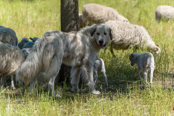 Beyaz çoban köpeği koyun ve kuzuların arasında dururken kameraya bakar. Sahne, köpek ve sürü arasındaki güven ilişkisini gösteriyor..