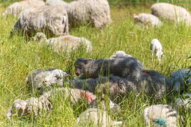 Kuzular koyunların arasında çimlerde dinleniyor. Arka planda daha fazla koyun otlarken, birkaç kuzu çimenlerde yan yana uzanır. Sahne, doğal bir ortamda barış ve toplum yayar..