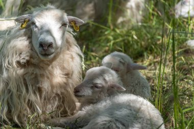 Gölgede iki kuzu var. Bir koyun sessizce gölgede oturur, iki kuzuyu birbirine yakın yatarken korur. Olay yeri özen, güvenlik ve aile bağlarını ifade ediyor..