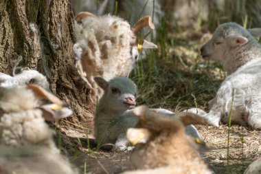 Dinlenen Sürünün Önünde Kuzu Odaklandı. Bir kuzu, etrafını birkaç tane yalancı koyun sarmışken gölgelerden kameraya doğru bakar. Görüntü sakin, net bir şekilde odaklanmış ve atmosferik..