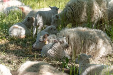 Koyun sürüsü ve genç hayvanlar. Birkaç koyun ve kuzu ormanın açık alanındaki gölgede dinleniyor. Hayvanlar rahat görünüyor ve sıcak bir günde serin ortamın tadını çıkarıyorlar..