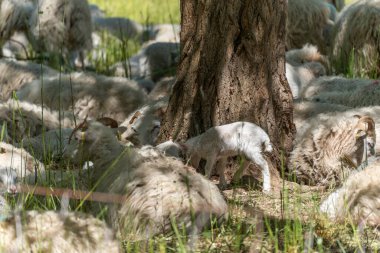 Genç kuzu sürüyle birlikte ağaç gövdesinde. Birçok koyun gölgede dinlenirken beyaz bir kuzu ağaç gövdesinde tuhaf bir şekilde duruyor. Sahne, sıcak bir günde hayvan yaşamını tasvir ediyor..