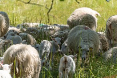 Gölgede kuzuları olan yoğun bir koyun sürüsü. Birçok koyun ve kuzu gölgeli çimlerin altında bir araya toplanır. Sahne yoğun, canlı ve doğaya yakın..