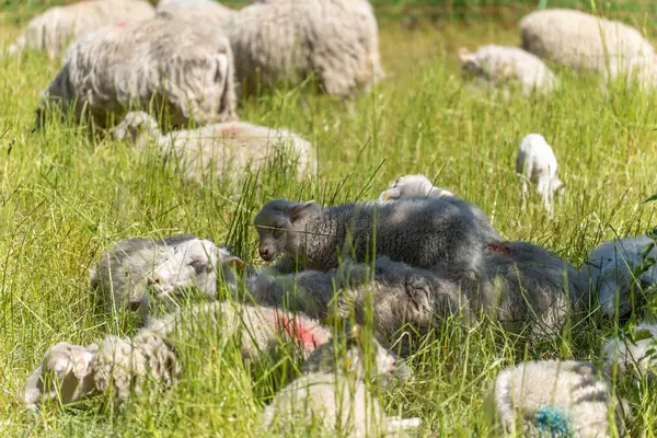 Kuzular koyunların arasında çimlerde dinleniyor. Arka planda daha fazla koyun otlarken, birkaç kuzu çimenlerde yan yana uzanır. Sahne, doğal bir ortamda barış ve toplum yayar..