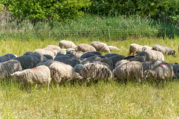 Otlaktaki koyun sürüsü. Büyük bir koyun sürüsü açık havada yeşil bir çayırda otluyor. Hayvanlar arka planda ağaçlarla çevrili bir çitle çevrili..