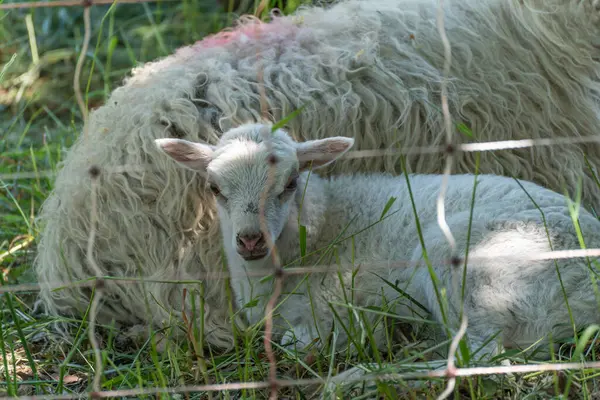 Lamb, annemle birlikte gölgede yatıyor. Bir kuzu, çitle ayrılmış gölgede annesine karşı koruyucu bir şekilde yatar. Kuzunun bakışları doğrudan kameraya yönelir..