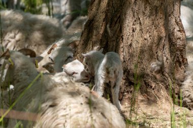 Yaşlı bir ağacın yanında iki kuzu. İki beyaz kuzu büyük bir ağaç gövdesinin dibinde birbirine yakınken, diğer koyunlar arka planda dinleniyor. Olay yeri, güvenlik ve merakı gösteriyor..
