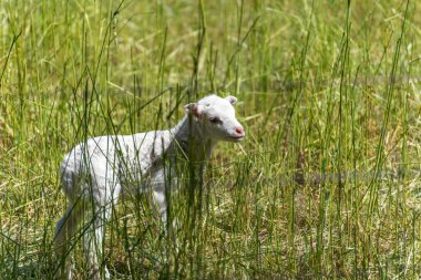 Uzun Çimlerde Beyaz Kuzu. Yeni doğmuş beyaz bir kuzu uzun, yemyeşil çimenlerin arasında dikilip dikkatlice yan tarafa bakar. Sahne huzurlu görünüyor ve genç hayvanın doğal ortamını yakalıyor..